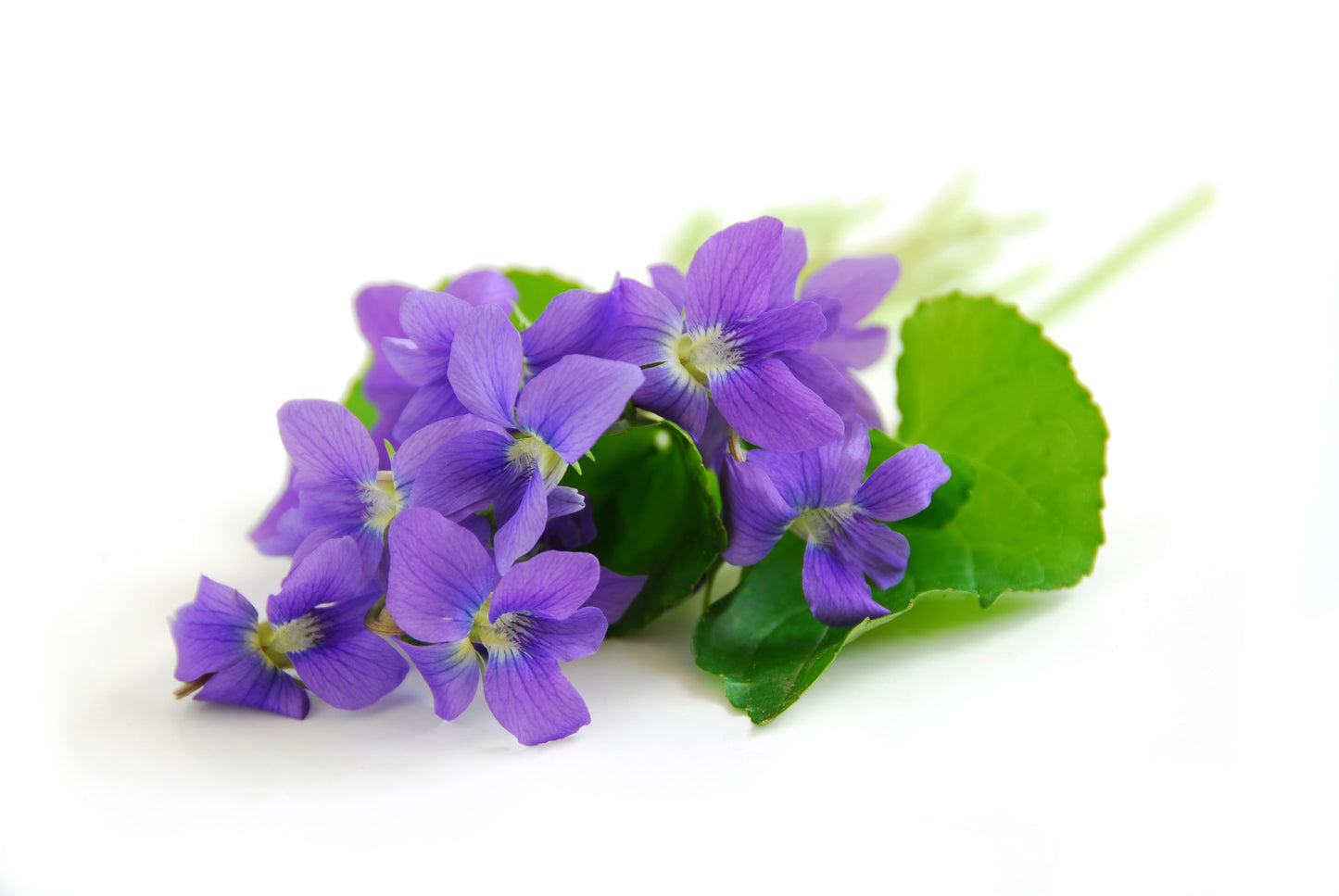 Sweet Violet Herbal Monograph